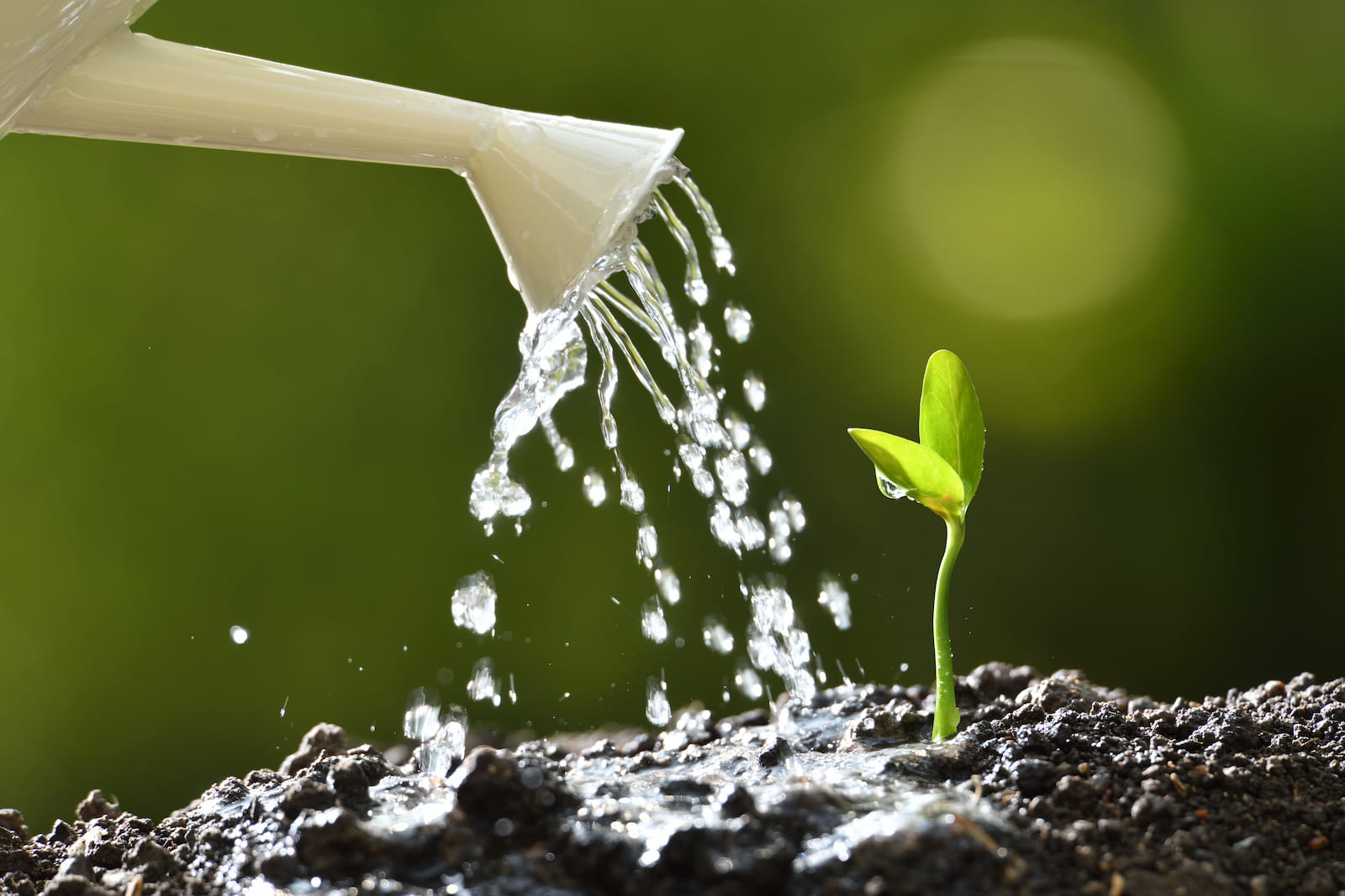 Watering Can Watering A Sprout